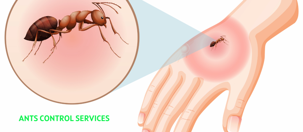A closer look at Ant Control Services For Home Backyards With Ants